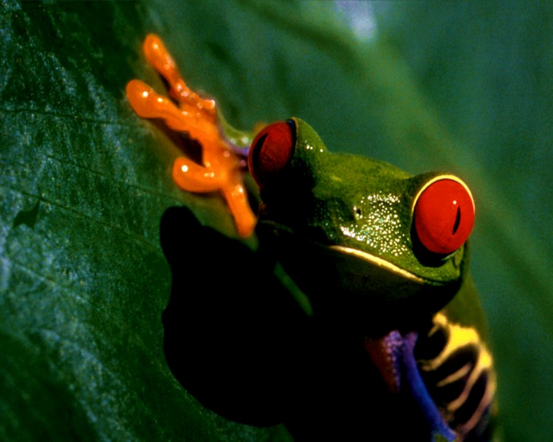 Red-Eyed Tree Frog 4.jpg