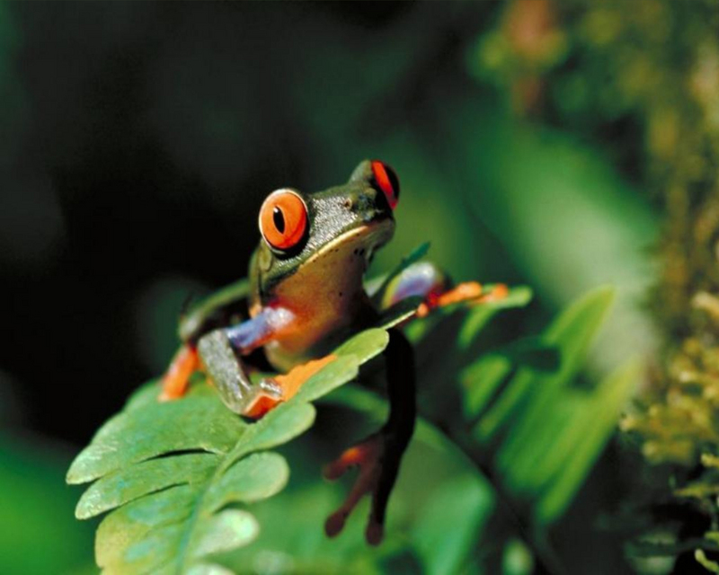 Red-Eyed Tree Frog 5.jpg