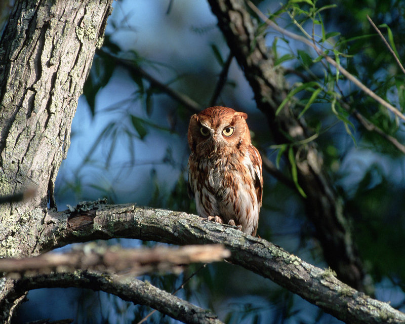 Screech Owl in Tree.jpg