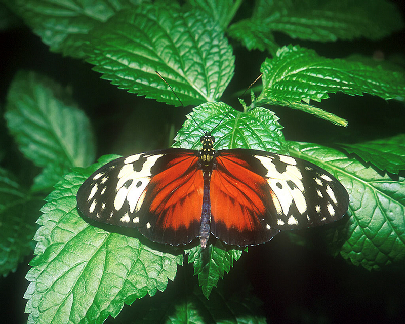 Tiger Longwing and Leaves.jpg