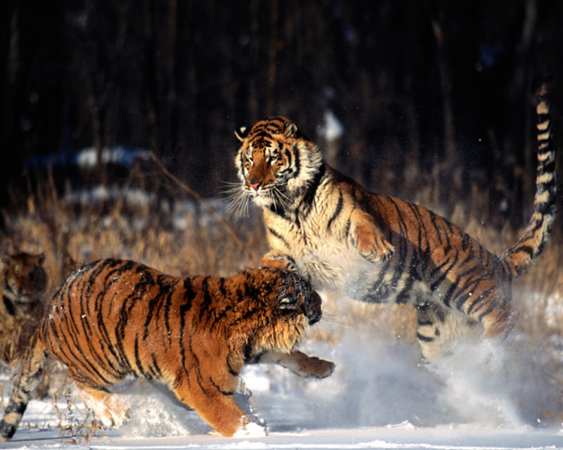 Tigers 1.jpg