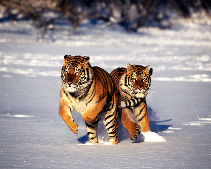 Tigers 15.jpg