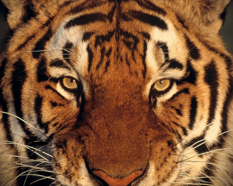 Tigers 21.jpg