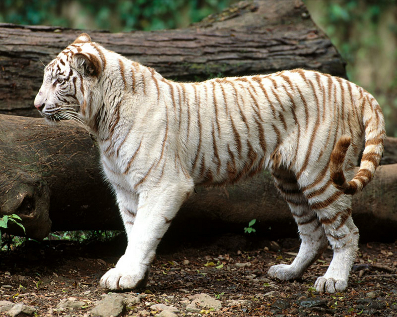 Tigers 22.jpg