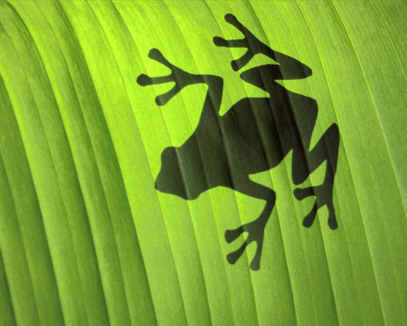Tree Frog Shadow.jpg