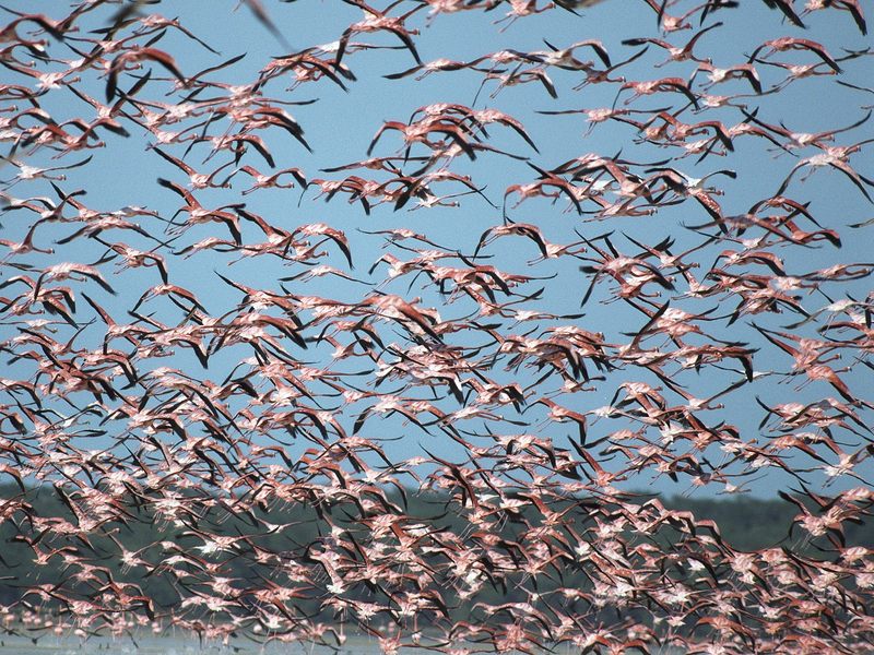 Flock of Greater Flamingos Ria Celestun Biosphere Reserve Mexico.jpg