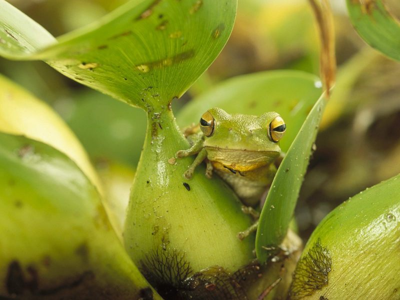 Green Frog Southern Brazil.jpg