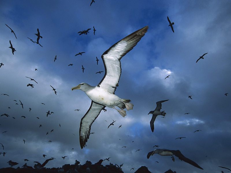 Salvin\'s Albatross Proclamation Island New Zealand.jpg