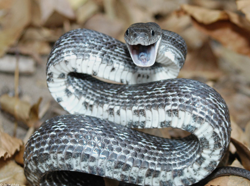 Blackrat Snake (Elaphe obsoleta obsoleta)322.jpg
