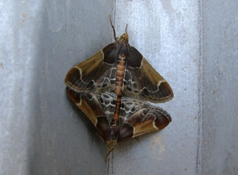 mating moths 1.jpg