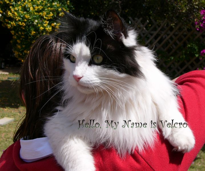 my name is velcro.jpg