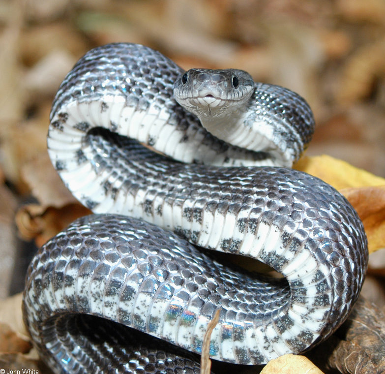 Blackrat Snake (Elaphe obsoleta obsoleta)323.jpg