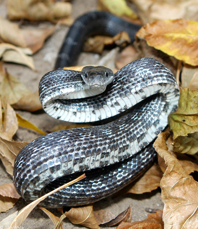 Blackrat Snake (Elaphe obsoleta obsoleta)324.jpg