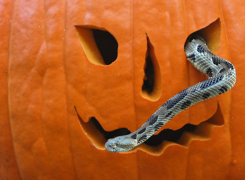 pumpkin rattlesnake.jpg