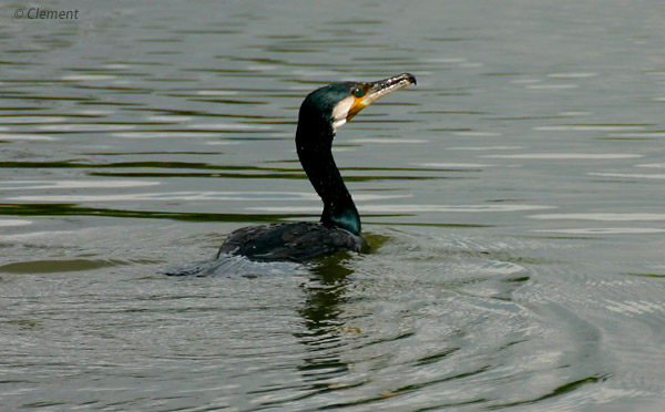 large cormorant 2.jpg