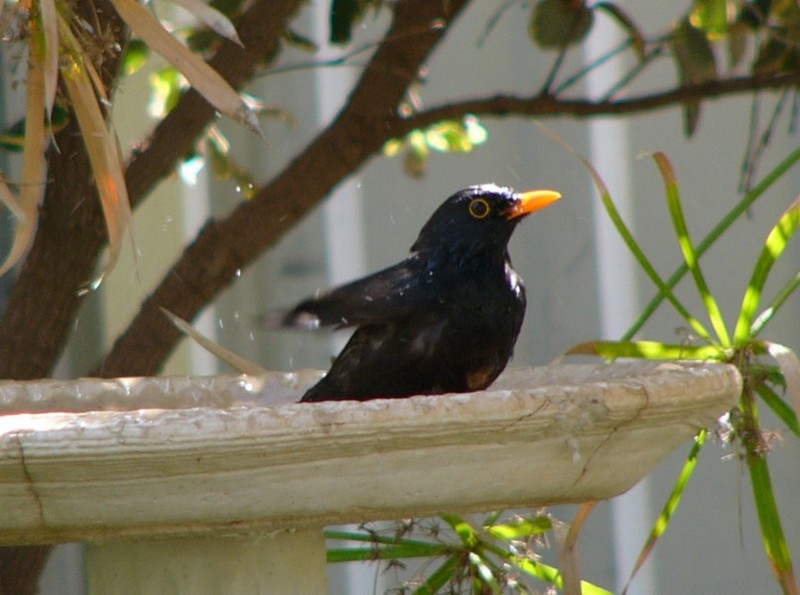 blackbird 1.jpg