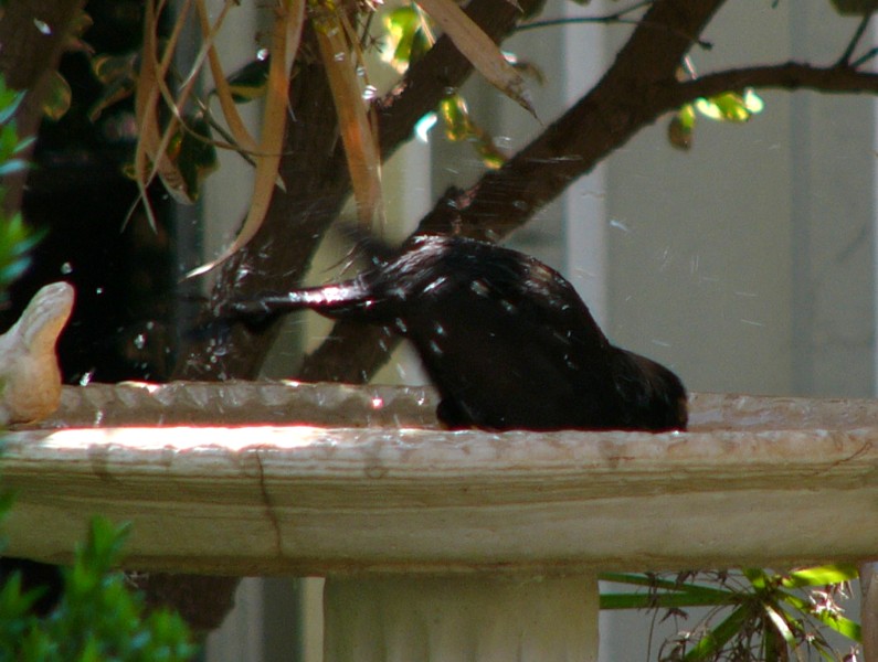 blackbird 2.jpg