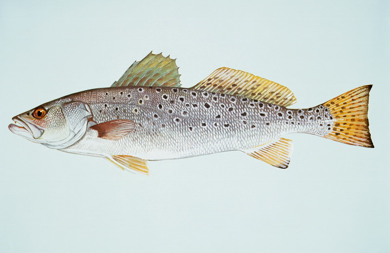 Spotted seatrout.jpg