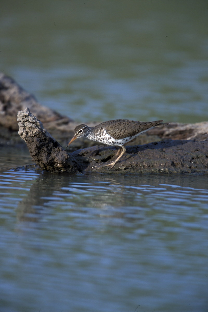 WO4196 Spotted Sandpiper.jpg