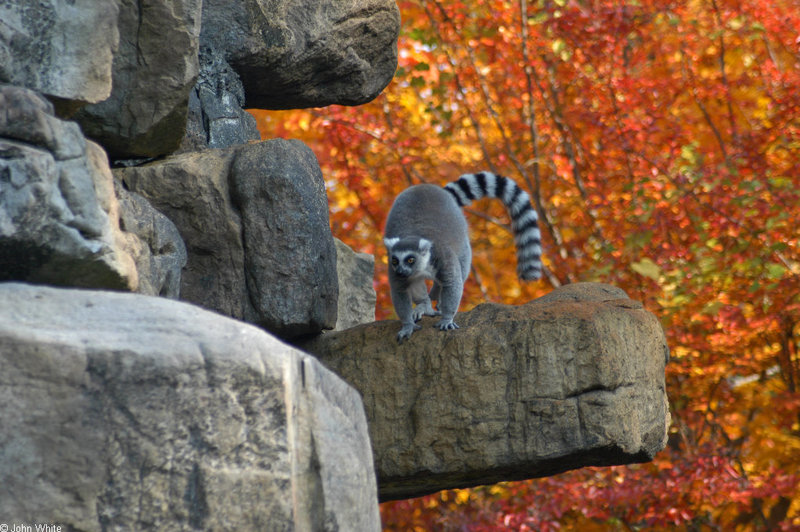 Ring Tailed Lemur (Lemur catta)1.jpg