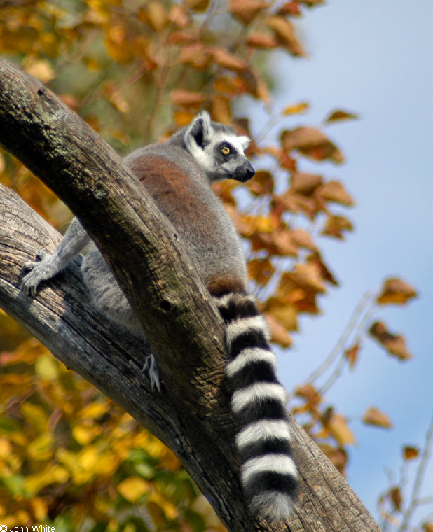 Ring Tailed Lemur (Lemur catta)3.jpg
