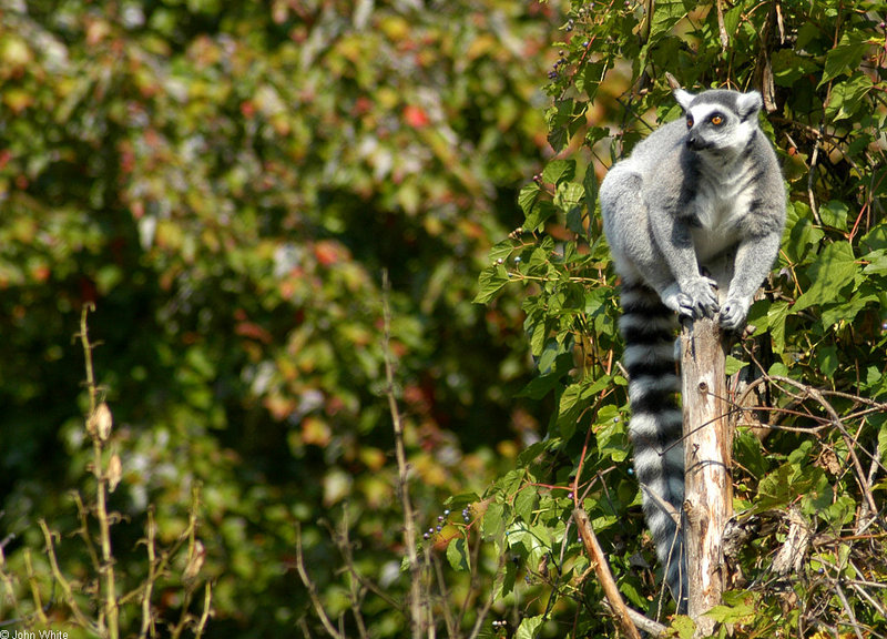 Ring Tailed Lemur (Lemur catta)4.jpg