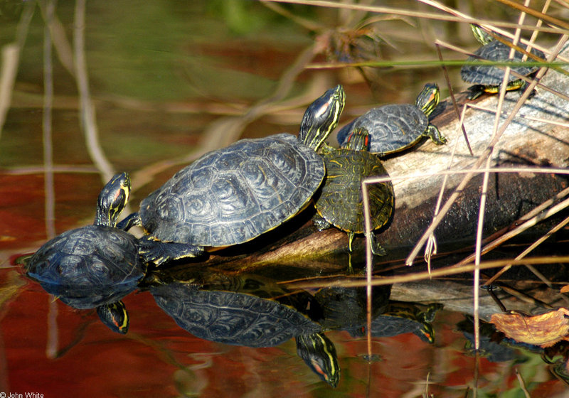 Turtles (sliders)001.jpg