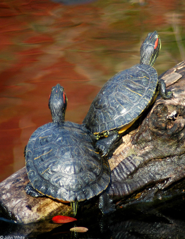 Turtles (sliders)002.jpg