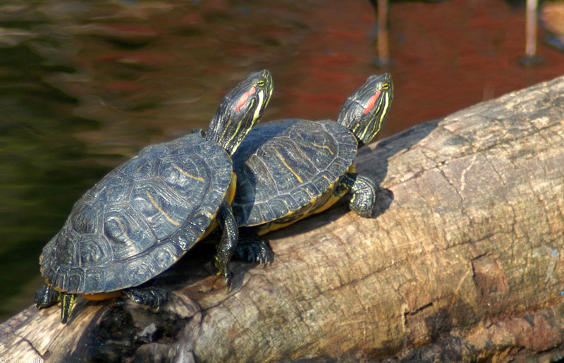 Turtles (sliders)005.jpg
