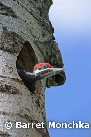 pileatedwoodpecker1.jpg