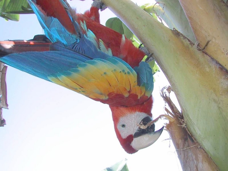 Macaw.JPG