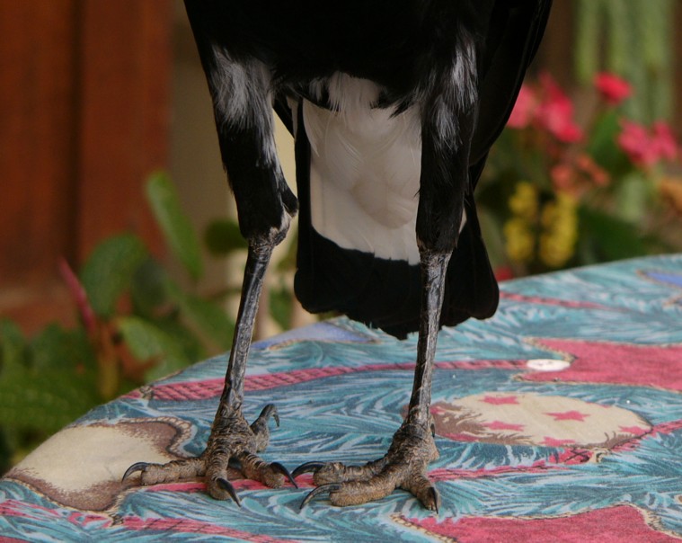 magpie trousers.jpg