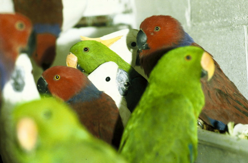 Seized Illegal Shipment of Electus Parrots and Cockatoos.jpg
