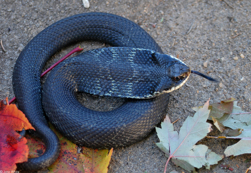 Eastern Hognose Snake (Heterodon platyrhinos).jpg