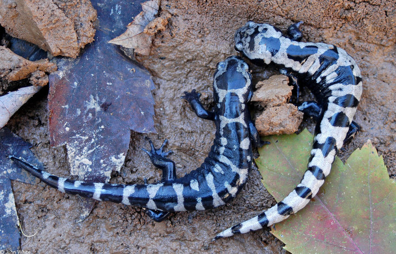 Marbled Salamander (Ambystoma opacum).jpg