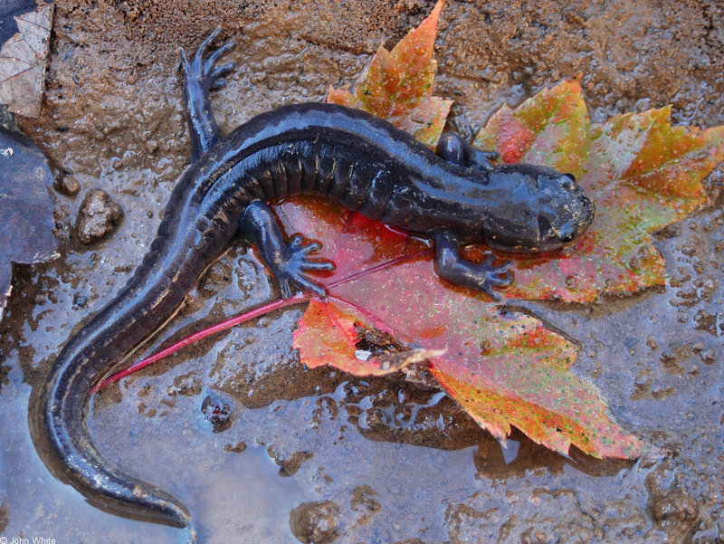 Spotted Salamander (Ambystoma maculatum).jpg