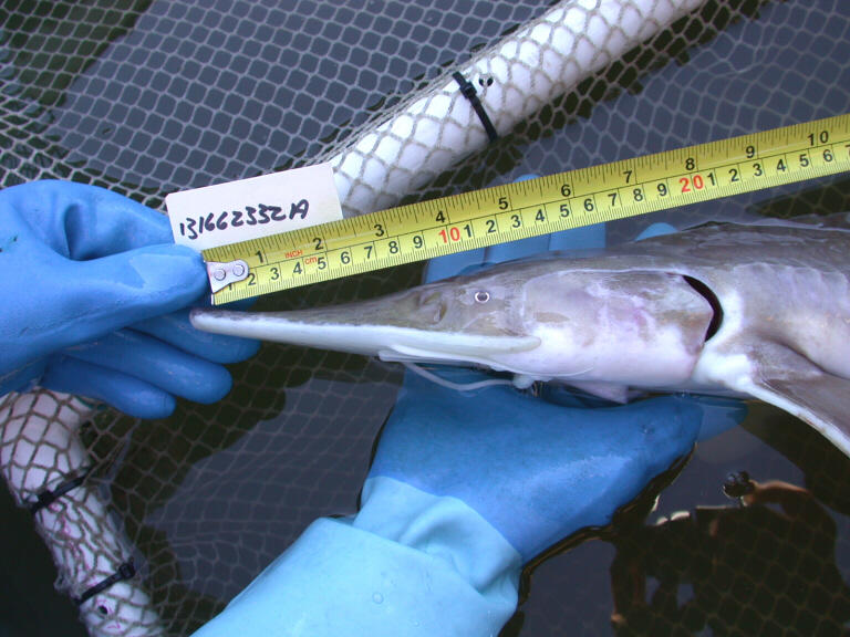 Pallid Sturgeon, lateral face view, Natchitoches NFH.jpg