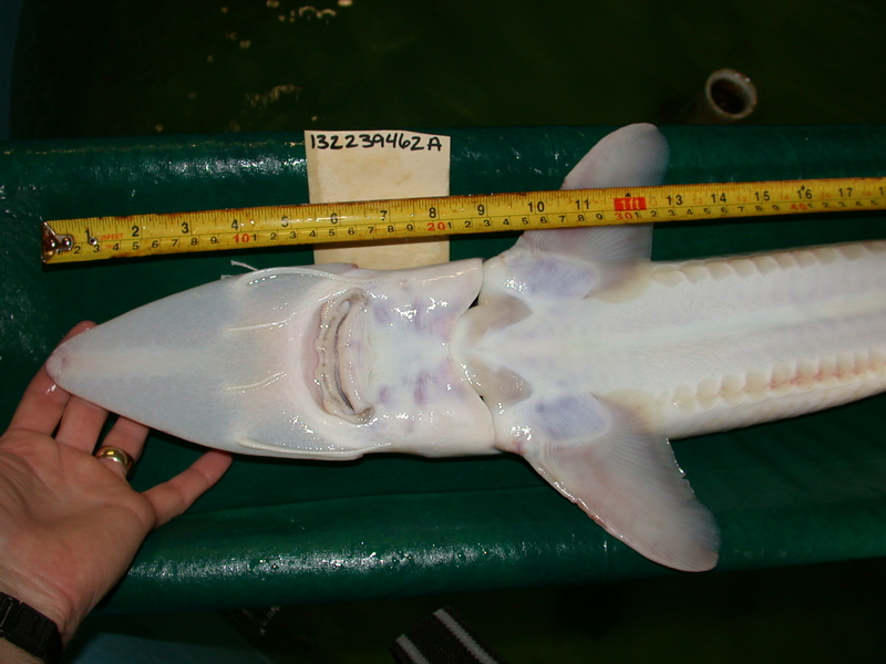 Pallid Sturgeon, underside of mouth measurements, Natchitoches NFH.jpg