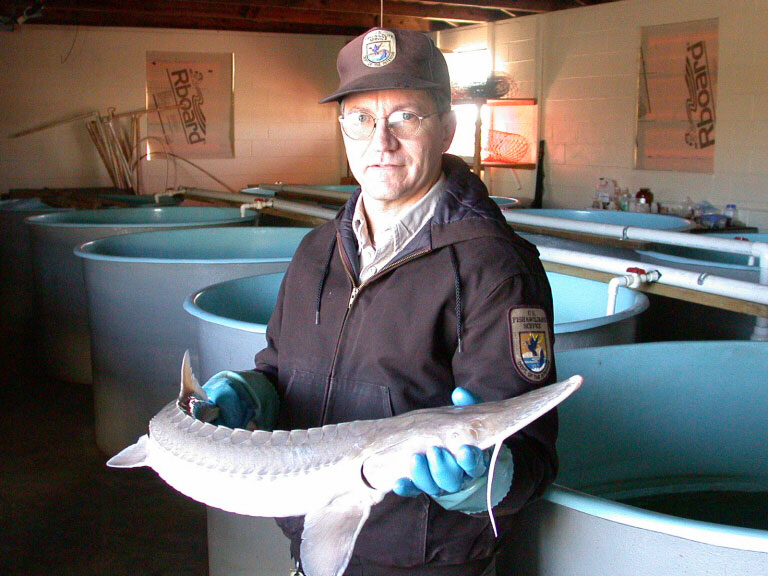 WOE53  Adult Palid Sturgeon at Natchitoches NFH.jpg
