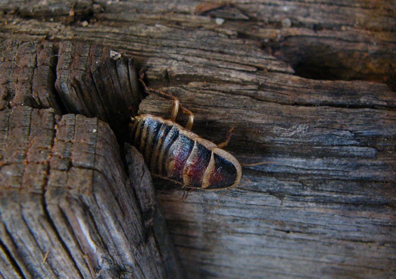 cockroach 1.jpg