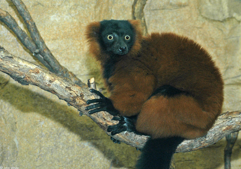 Ruffed Lemur (Lemur variagatus) copy.jpg