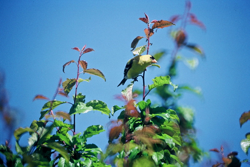 Male Goldfinch.jpg