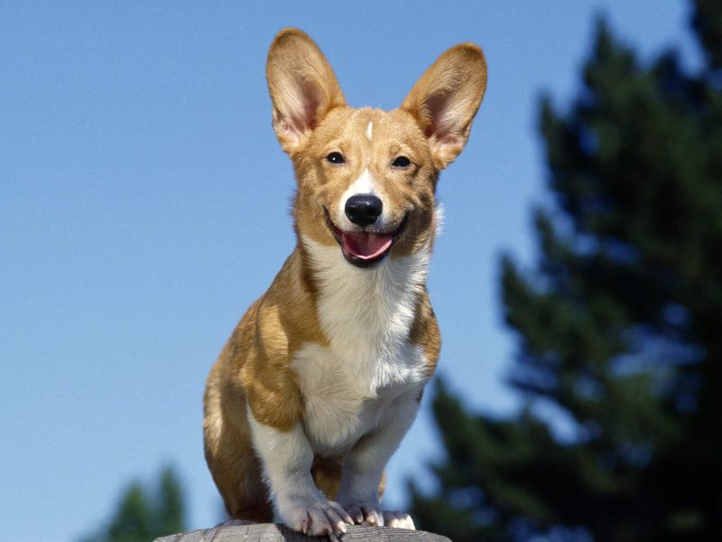 Grinning Corgi.jpg