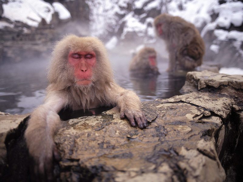 Japanese Macaques.jpg