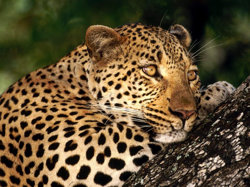 Male Leopard Sabi Sabi Private Game Reserve South Africa.jpg