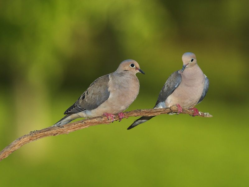 Pair of Mourning Doves.jpg