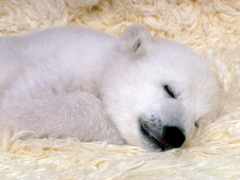 Peaceful Dreams Polar Bear.jpg