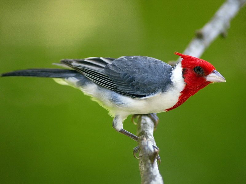 Red-Crested Cardinal Pantanal Brazil.jpg