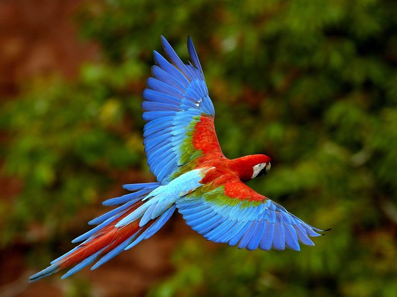 Red and Green Macaw in Flight Brazil.jpg