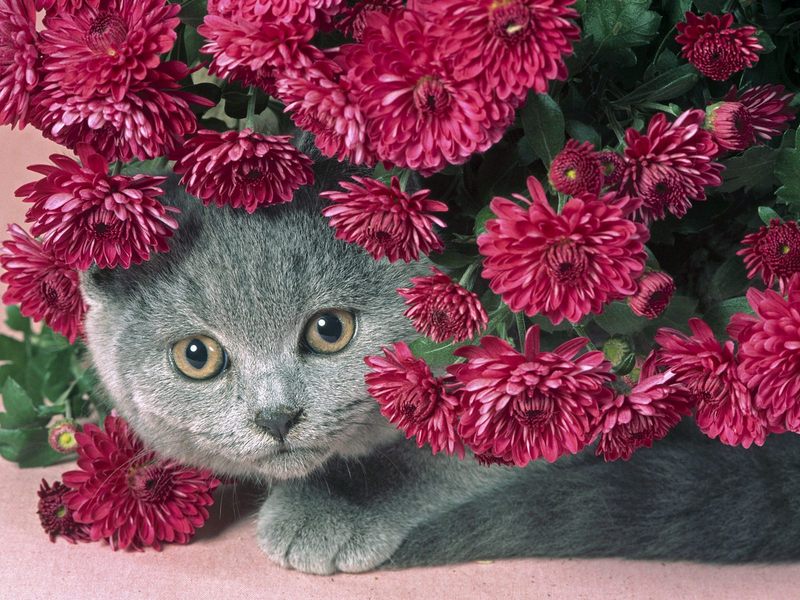 Short-Haired Persian Kitten.jpg